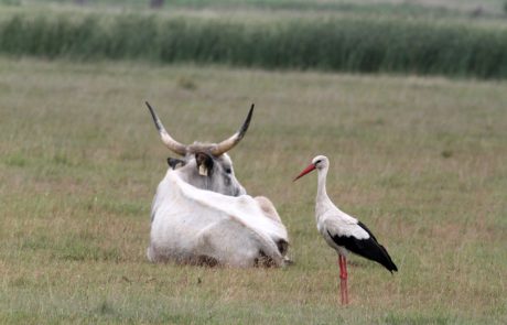 A szürke marha és a fehér gólya közel ezer év óta él egymás mellett. F: Viszló Levente