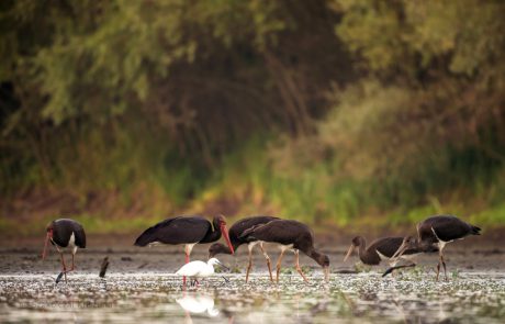 A környékben fészkelő fekete gólyák rendszeresen itt halásznak. A képen egy még együtt tartó család látható, a fiataloknak még nem piros a csőre, előtérben pedig egy kis kócsag. F: Szakolczai Krisztina