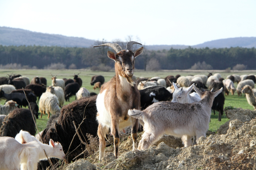 A kecskéket és a juhok rendszeresen együtt legeltetik. F: Viszló Levente