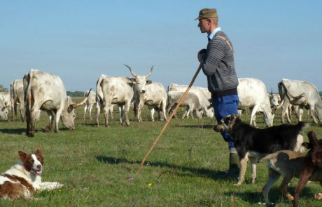 Csak nagyon kevés pásztor őriz ma már szürke marhákat. F: Bodnár Mihály