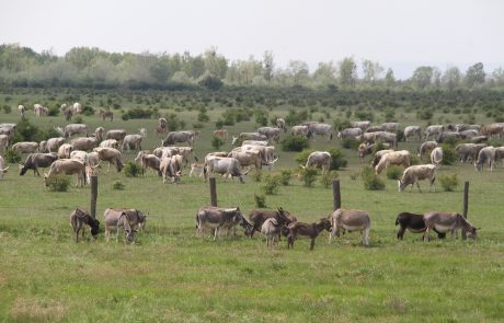 Legújabban néhány tíz állatból álló ménesek is vannak már Magyarországon. F: Viszló Levente