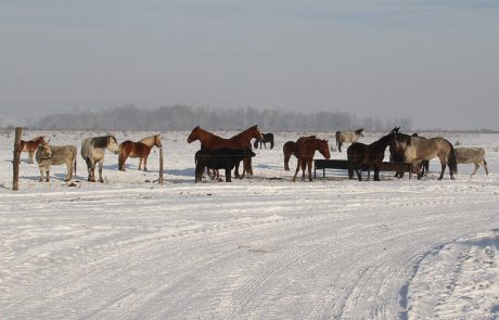 A lovak télen is kint tarthatók a legelő, ha biztosítjuk számukra az ivóvizet és egy feddett beállót. F: Viszló Levente