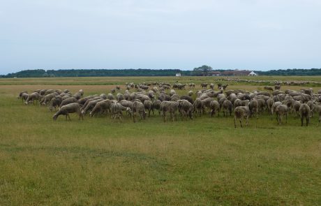 Alföldi rövidfüvű legelőinket juhokkal lehet a legcélszerűbben hasznosítani. F: Haraszthy László