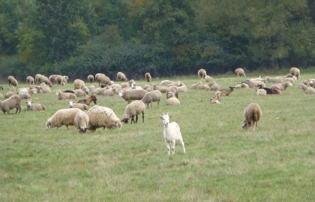 Mivel a kecskék a szúrós, tövises növényeket is lelegelik néhányat belőlük célszerű a juhok között is tartani. F: Haraszthy László